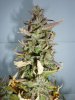 harvest-6.jpg