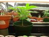 Plant 1 side day 48.jpg