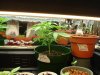 Plant 2 side day 48.jpg