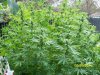 Casey Jones 7.5 ft..jpg