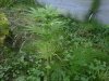 IMG00015-20100917-1617.jpg