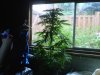IMG00014-20100916-1751.jpg