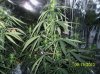 100_0488.jpg 100_0488.jpg