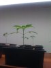 08_growing4.jpg 08_growing4.jpg