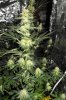 6th week juicy fruit 002.jpg