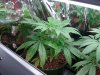 plant 1 day 52.jpg