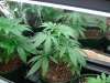 plant 2 day 52.jpg