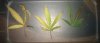 3leaves.jpg 3leaves.jpg