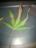 leaf1.jpg