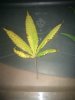 leaf2.jpg leaf2.jpg