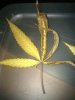leaf3.jpg