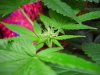 DSCN1720.jpg DSCN1720.jpg