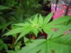 DSCN1718.jpg DSCN1718.jpg
