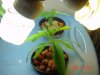 DSC03982.jpg