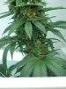 greenbits (2).JPG