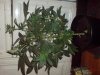DSC00238.jpg
