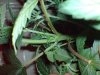 DSC00235.jpg