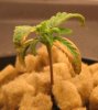 Plant1Pic1 3-28-2008.JPG