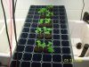 clone-4-11-08001.jpg