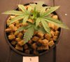 4-10-2008 Plant1pic1.JPG