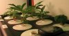 4-10-2008 Plants2-7Pic2.JPG