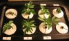 4-10-2008 Plants2-7Pic1.JPG