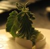 4-10-2008 Plant8Pic1.JPG