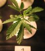 4-10-2008 Plant4Pic1.JPG