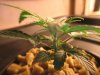 4-10-2008 Plant1pic4.JPG