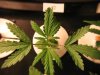 4-10-2008 Plant3Pic1.JPG