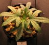 4-10-2008 Plant1Pic5.JPG