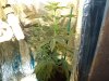 2weekflowering.jpg