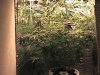 7th week of flower.JPG