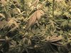 full plant(s).JPG