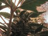 buds a growin.JPG
