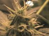 bud close.JPG