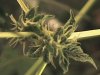 close up bud.JPG