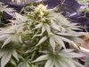 rollitup 064.jpg