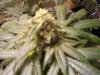 rollitup 058.jpg