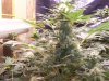 rollitup 049.jpg