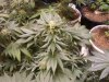 rollitup 048.jpg