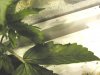 881herb.jpg