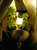 Picture-141.gif