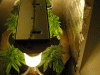 Picture-143.gif