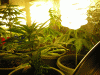 Picture-145.gif