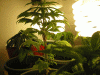 Picture-146.gif