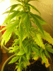 Picture-149.gif