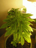 Picture-153.gif