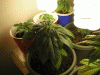Picture-154.gif