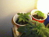 Picture-157.gif